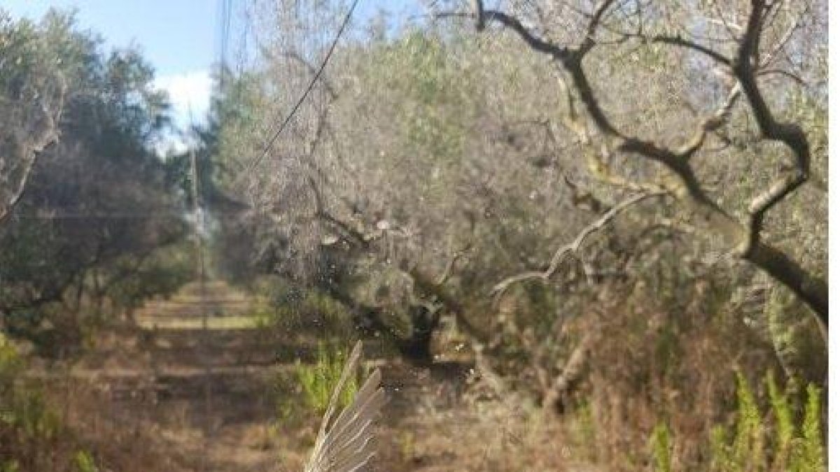 Denunciados para cazar jilgueros sin autorización y tener uno arma de airesoft en Cambrils