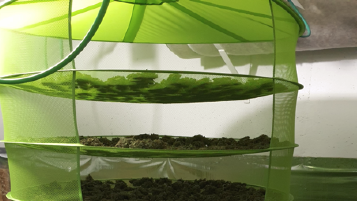 Desmantelada una plantación de marihuana en Alcanar