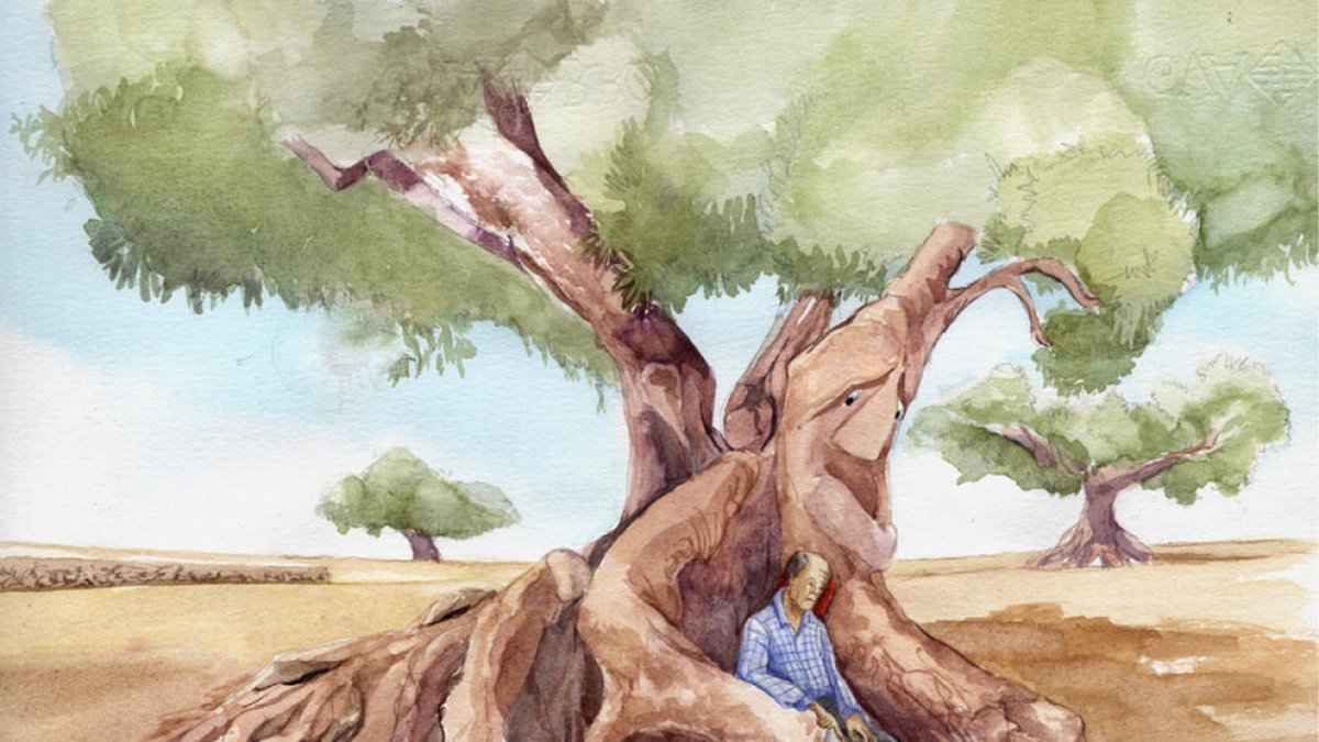 Dedicat a tothom que estima les oliveres