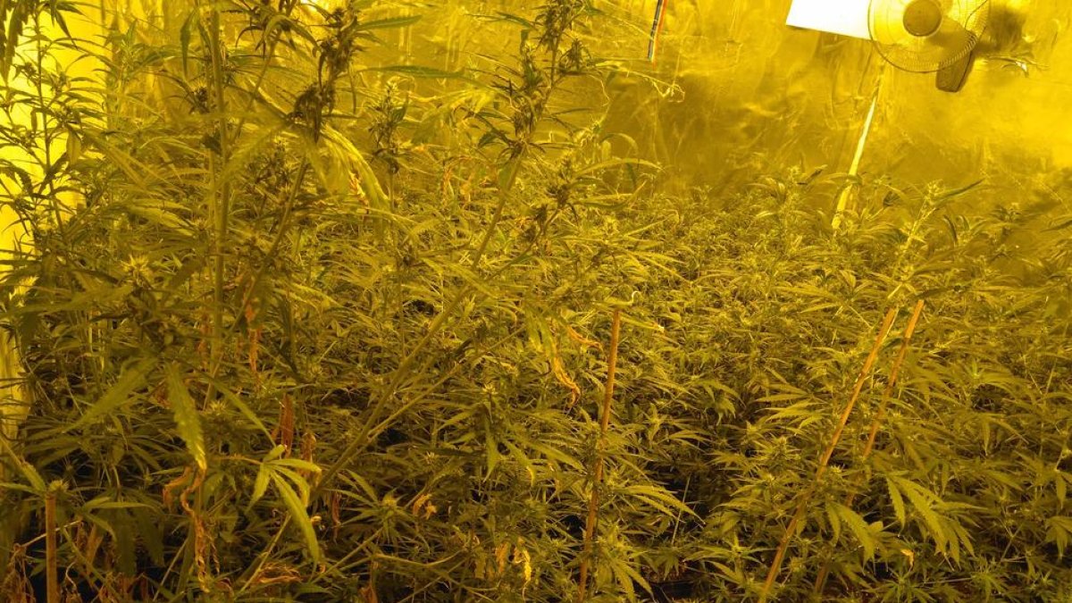 Desmantelado un cultivo de miles de plantas de cannabis en Cambrils que controlaban a dos vecinos de Vila-seca
