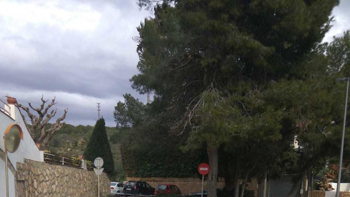 Denuncian que las ramas de un pino talado por el peligro de caída siguen en el mismo sitio