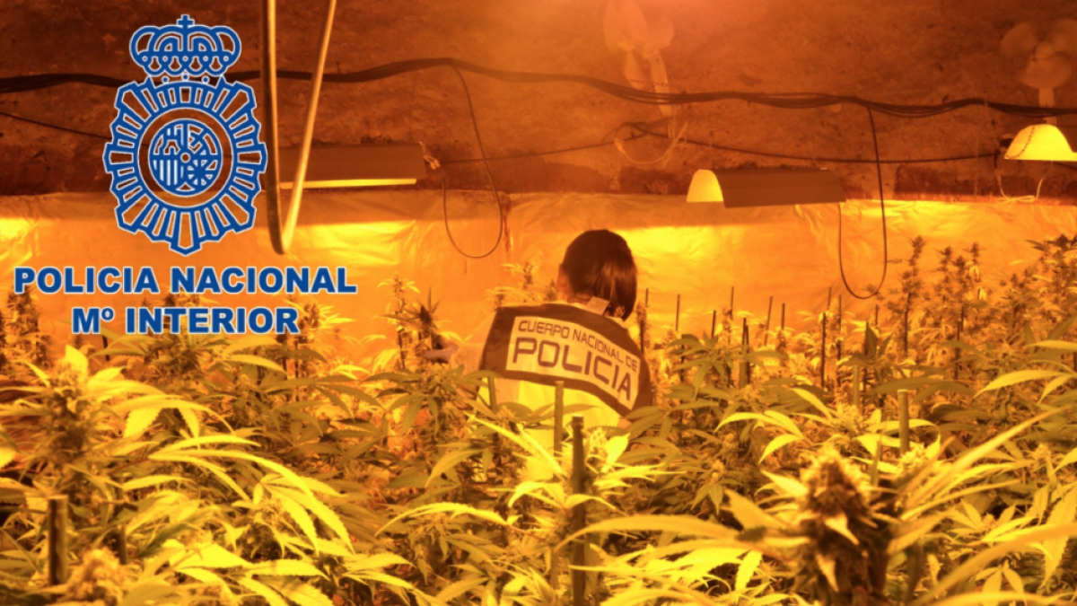 marihuana, grupo criminal, puigdelfí, perafort, tarragona, barcelona, policía nacional