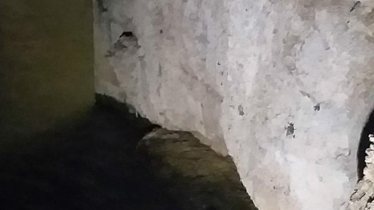 Rescaten un gos que havia caigut al riu Ebre a Amposta