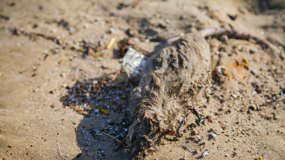 Ratas muertas en la playa del Miracle y bolas de plástico en la Arrabassada