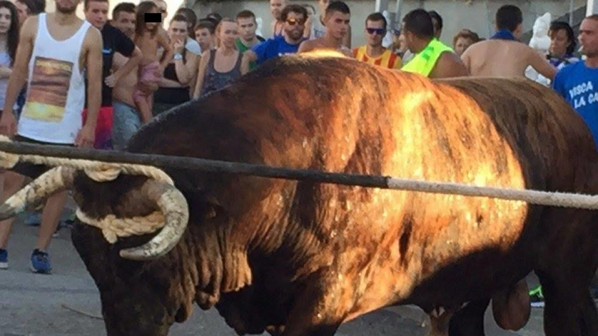 Actyma interpone dos denuncias contra correbous celebrados en Amposta en agosto