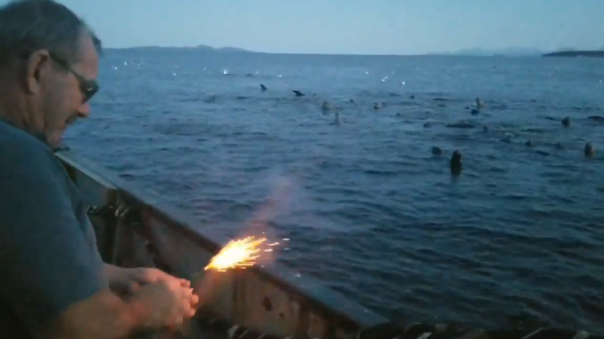 Un pescador tira una bengala encendida en un grupo de leones marinos para asustarles