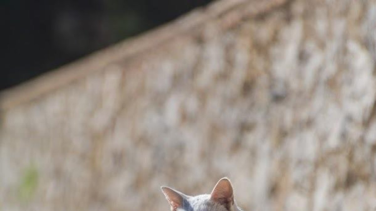 L'Ajuntament vol eliminar el 90% de les colònies de gats de Tarragona, segons les entitats protectores