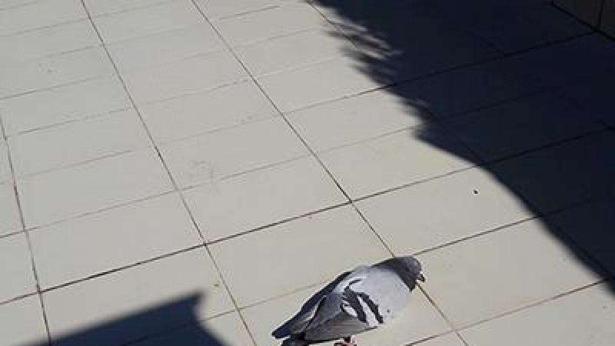 Una fundació animalista denuncia un veí de Barcelona que matava coloms amb un fusell de perdigons