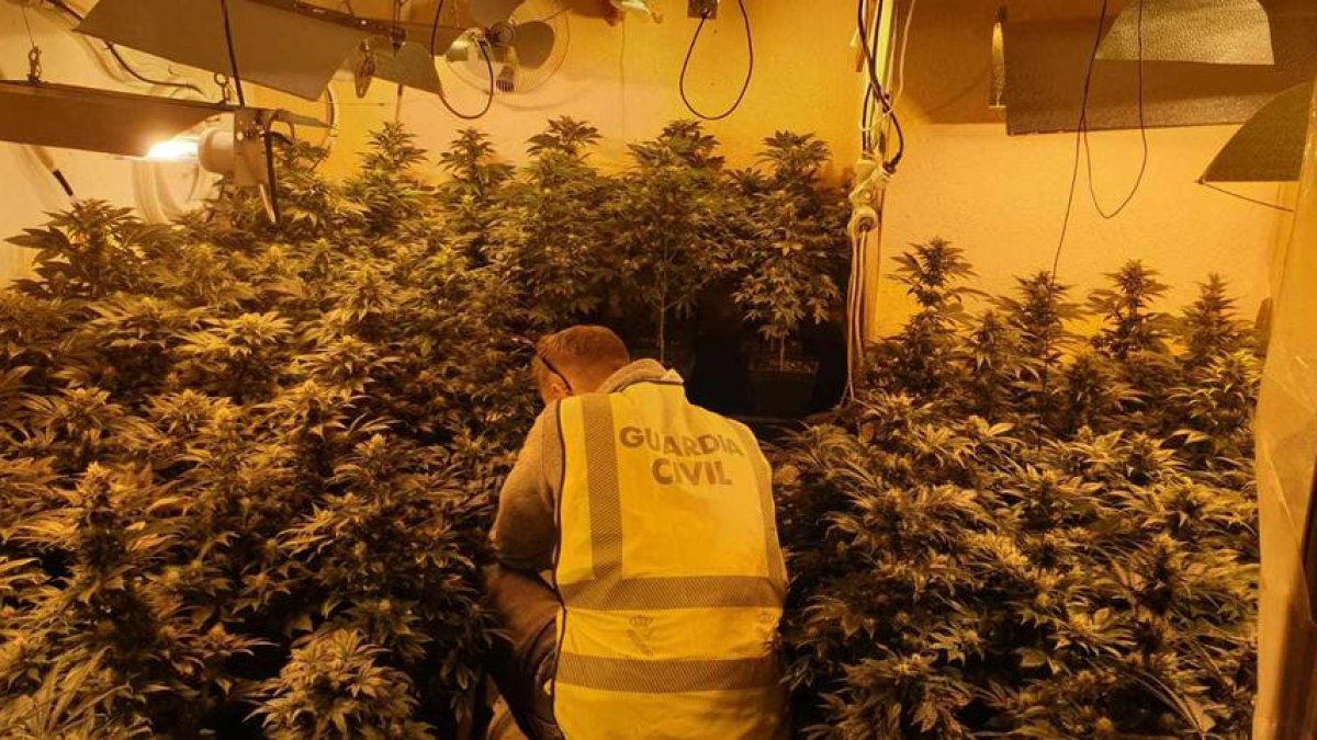 Desmantellen una plantació de marihuana amb 230 plantes a Cunit