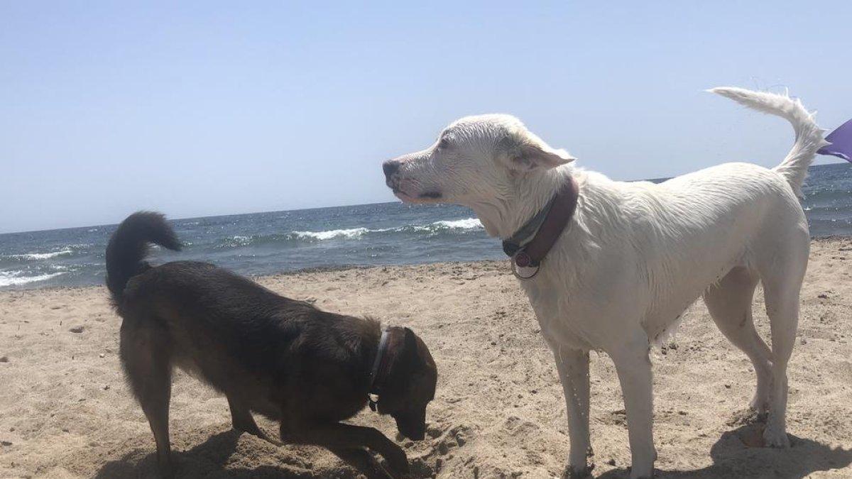 Dos perros disfrutando de la playa a Mont-roig.