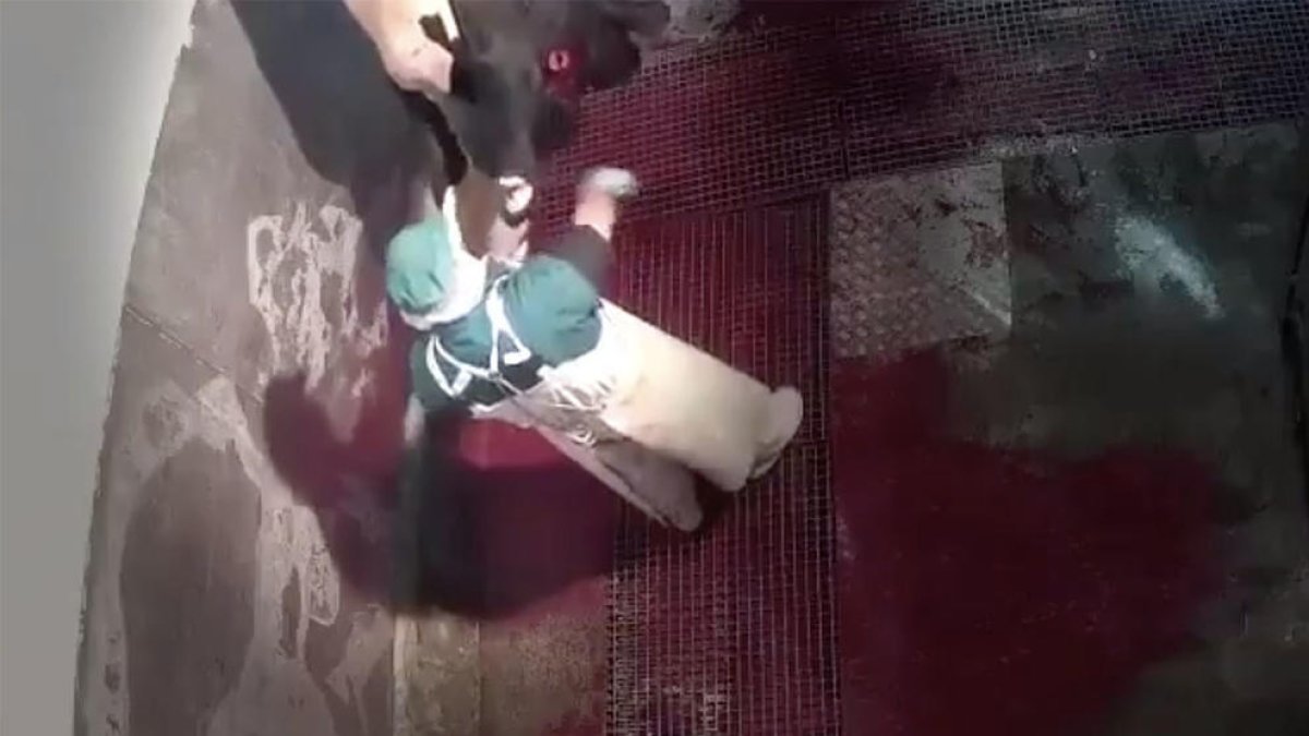 Un impactant vídeo mostra el maltractament sense límits a què sotmeten animals en un Escorxador d'Àvila