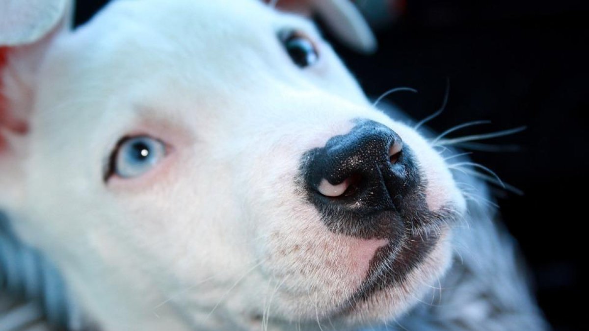 La estigmatización de los perros PPP