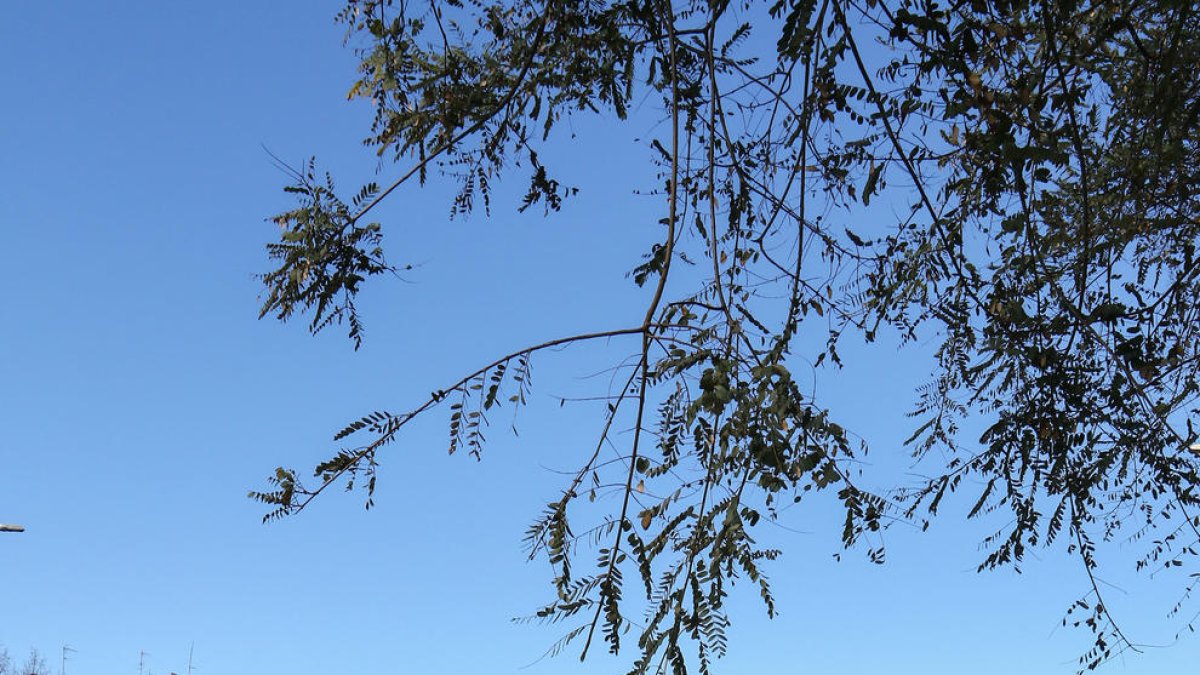 carril bici, estació de bus a Mas Iglesias, Reus
