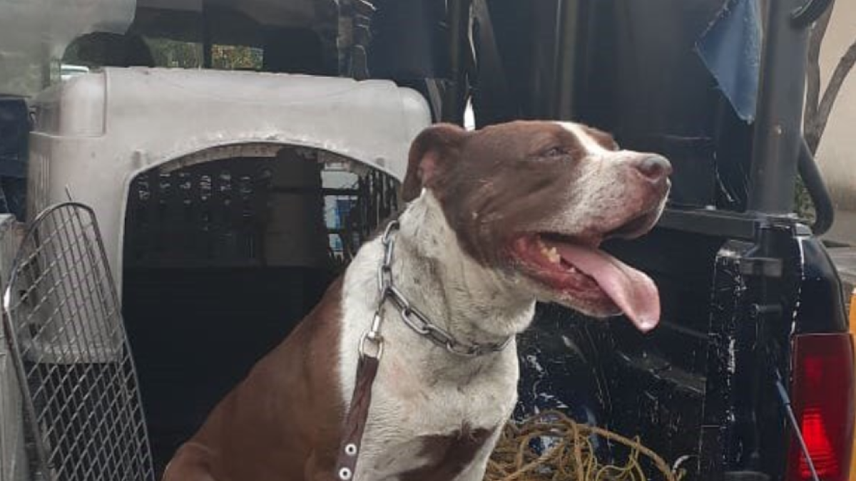 Tres pitbulls ataquen un bebè i la seva mare mentre passejaven pel carrer
