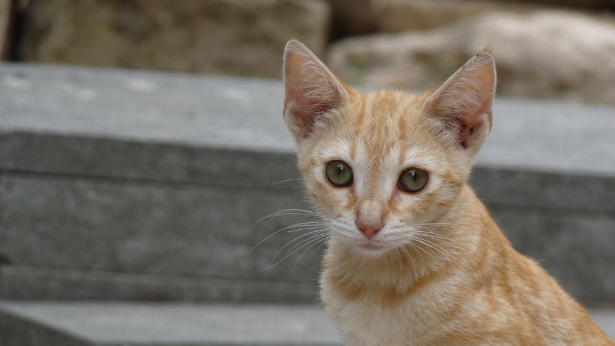 La asociación Tarraco Gats pide que no desaparezcan las colonias de gatos de la Parte Alta