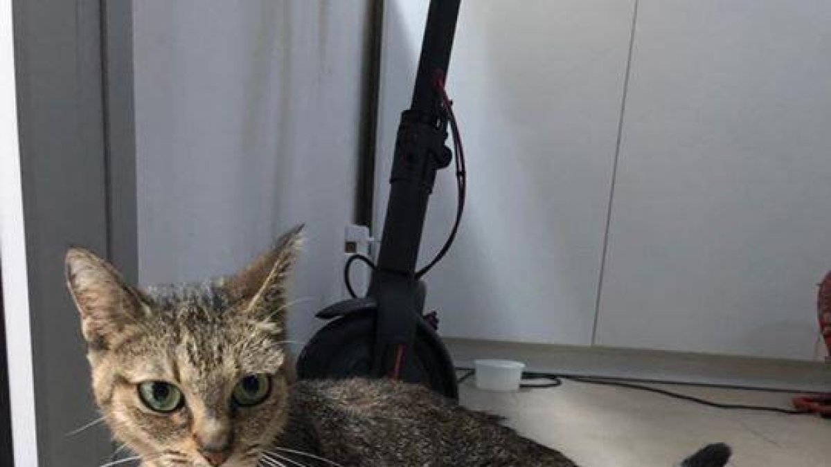 Se busca al propietario de una gata encontrada en el Serrallo de Tarragona
