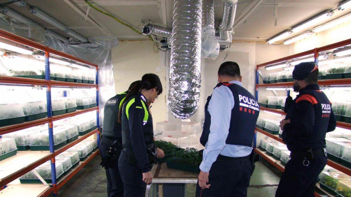 Mossos d'Esquadra, marihuana, droga, plantación, constantí