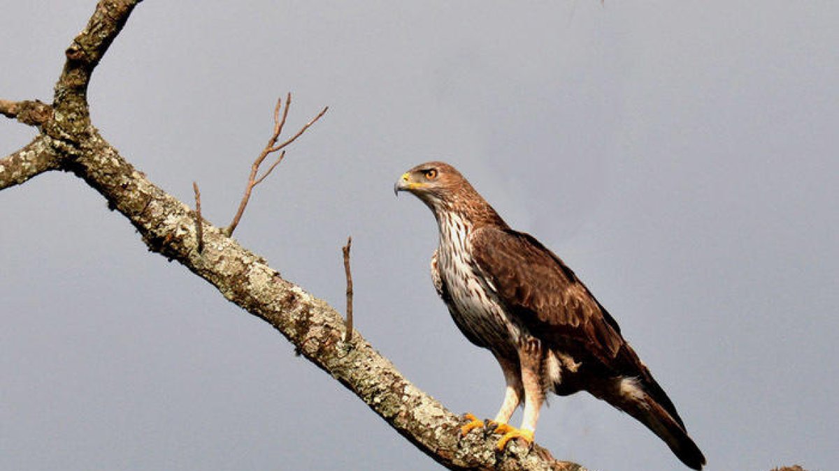 Vandellòs y el Gepec se unen para preservar el águila perdicera