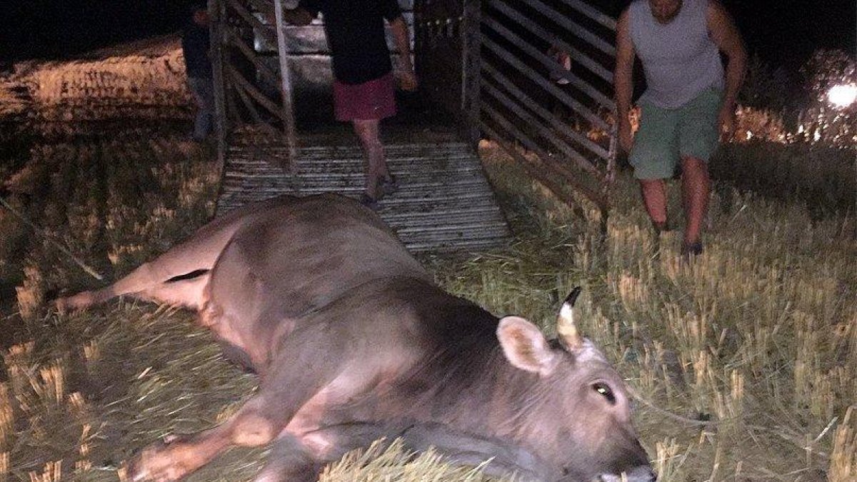 Reducen a un toro que había cruzado el Eix Transversal, en Osona
