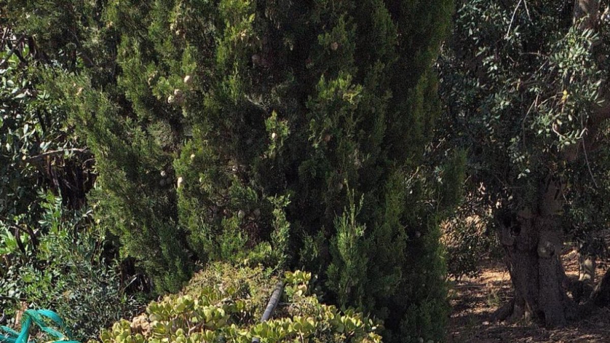 Las calabazas gigantes de Creixell