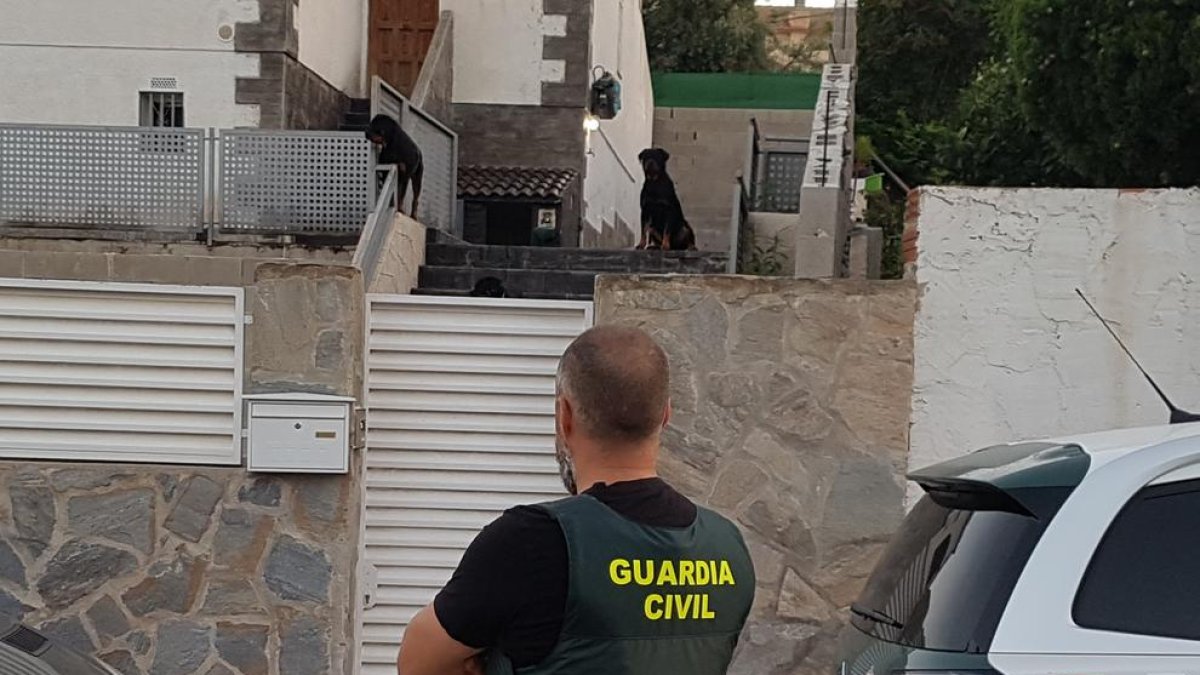 Desmantellen una plantació de marihuana custodiada per rottweilers a la Pobla de Montornès