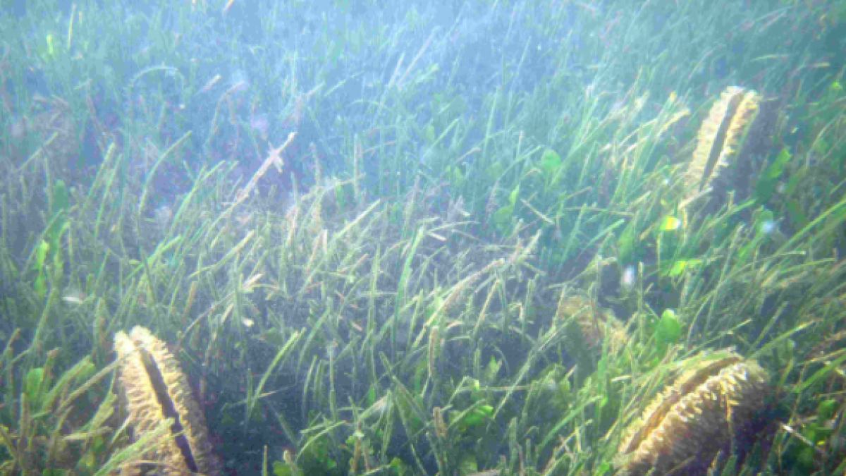 Descubren una población sana de nácar a la bahía del Fangar