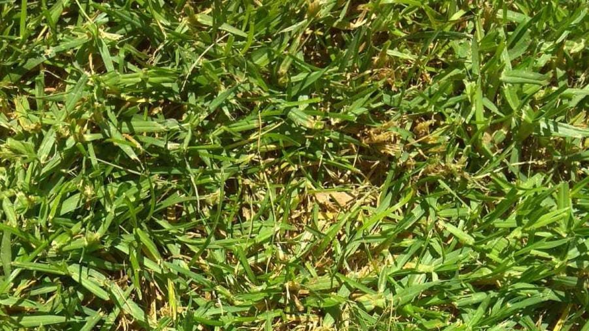Una tarragonina denúncia la presència de xeringues prop de la piscina del Serrallo