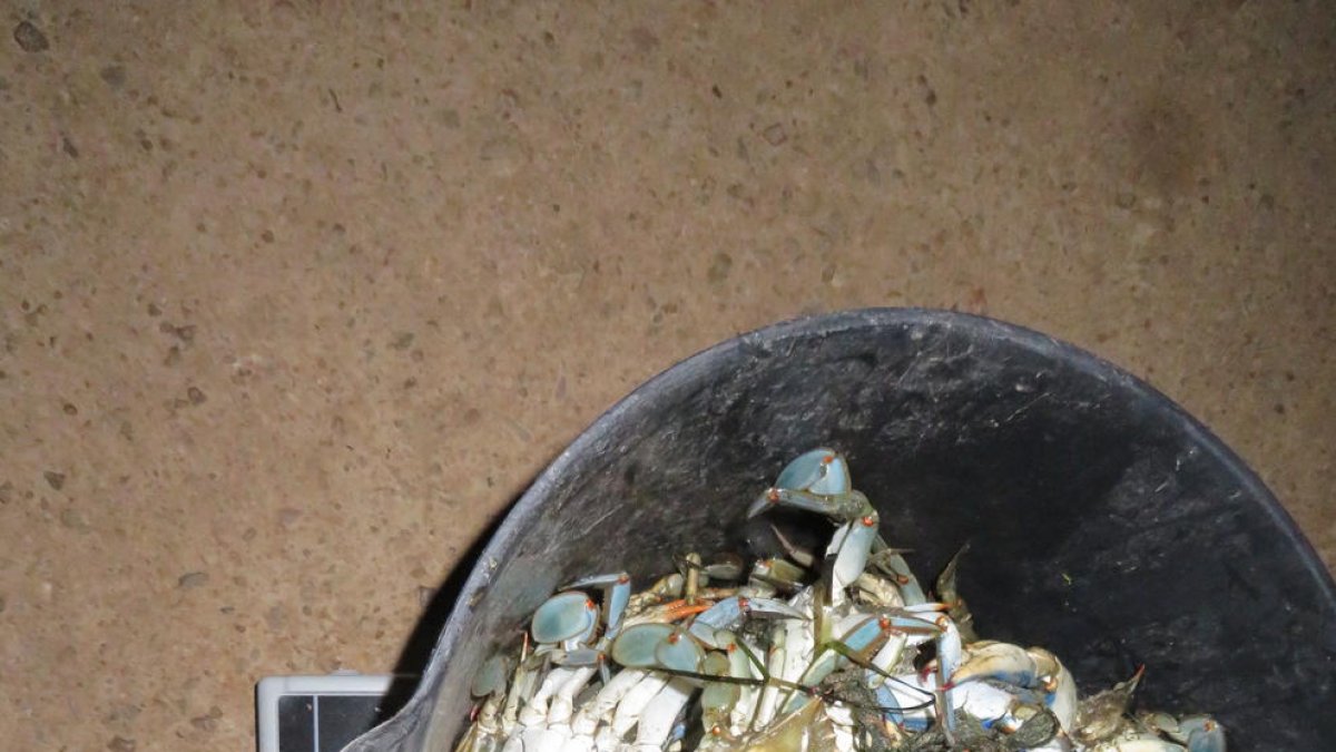 La Guàrdia Civil intervé al Delta més de 60 quilos de peix i marisc a pescadors furtius