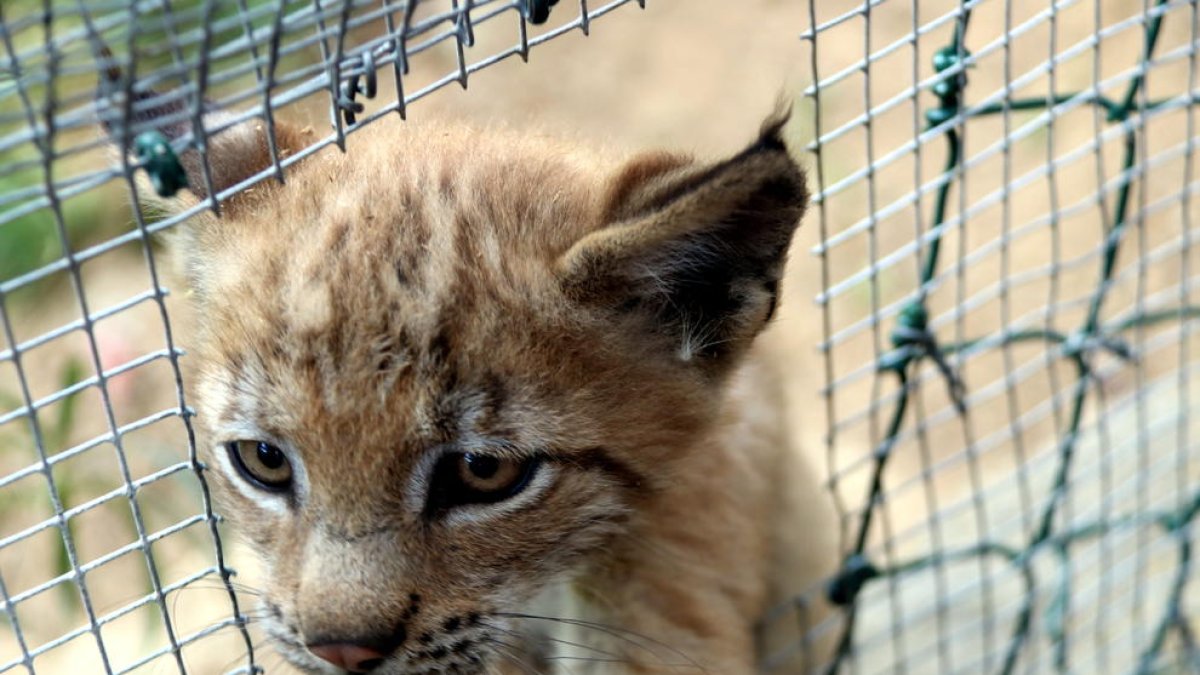 Nace el primer lince en el Pirineo catalán desde hace más de un siglo