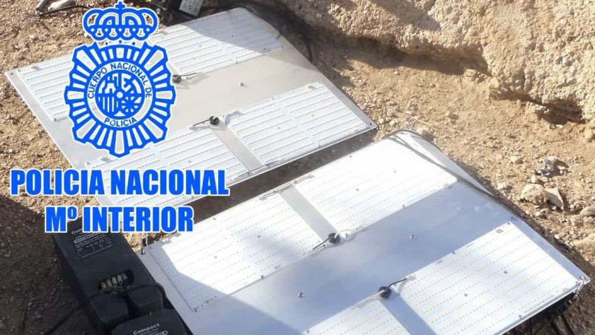 Tres detenidos y 265 plantas de marihuana decomisadas en una operación policial en Tortosa