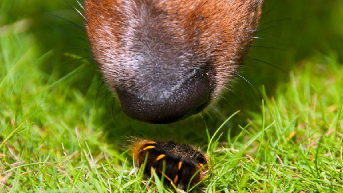 ¿Qué tienes que saber sobre la oruga procesionaria del pino para evitar riesgos a tu perro?