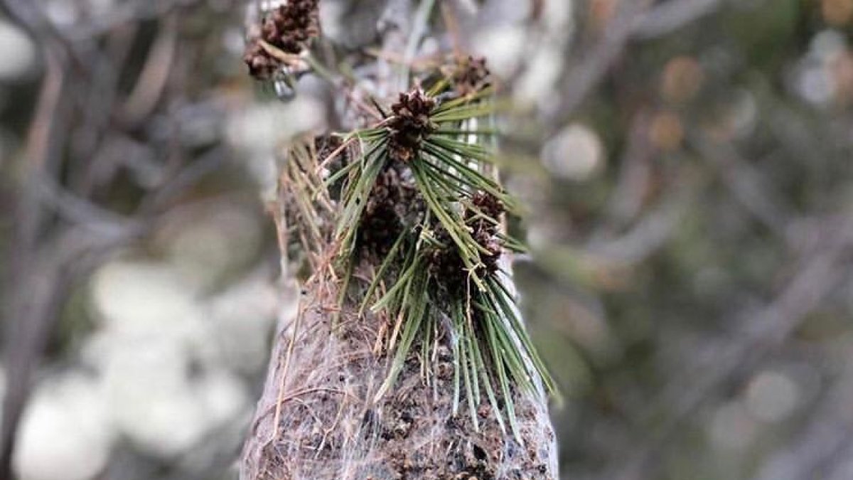 Un nido de oruga procesionaria en Mont-roig del Camp.