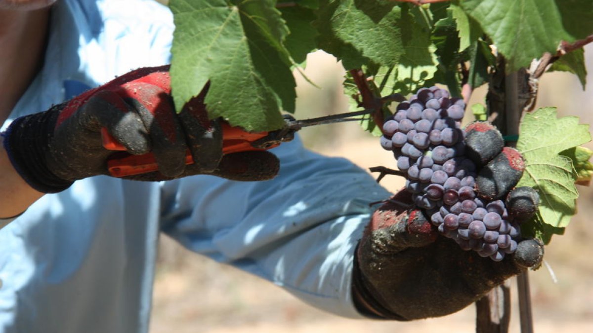 La DO Penedès prevé que la vendimia de este año podría crecer un 1,5% respecto el 2018