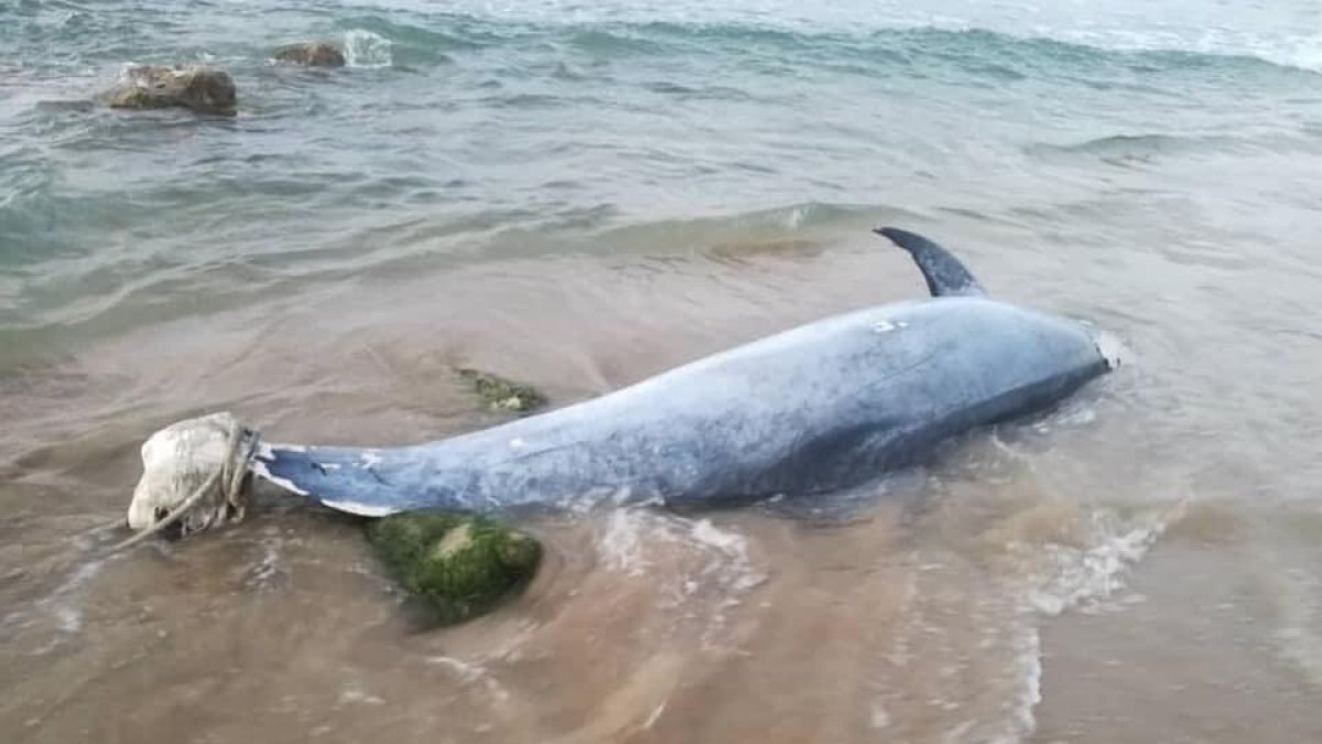 Troben un dofí mort a la platja de Cunit