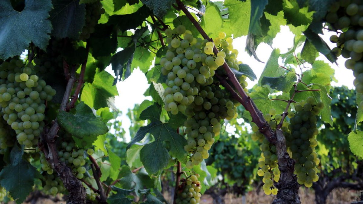 Polémica entre candidaturas en las primeras elecciones de la DO Montsant