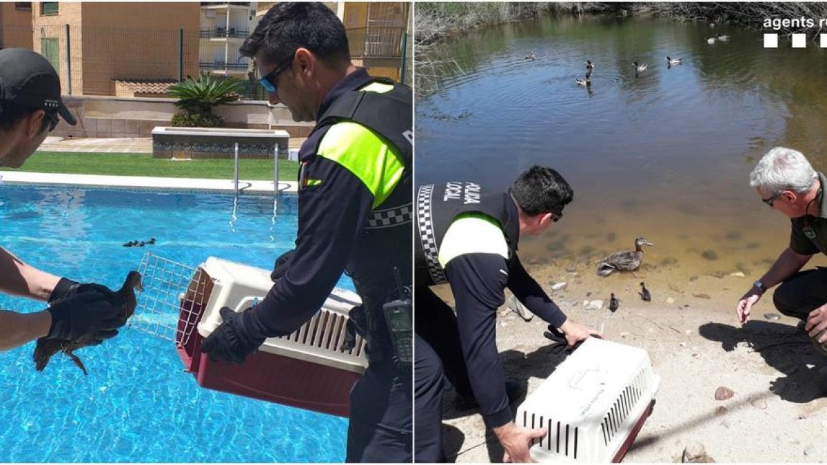 Capturen una femella d'ànec i deu cries en una piscina comunitària de Cambrils
