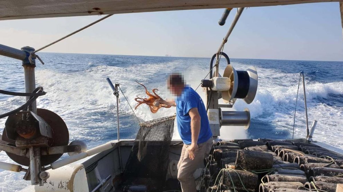 Intervenen 500 cadups per a la captura il·legal de pops al Delta de l'Ebre