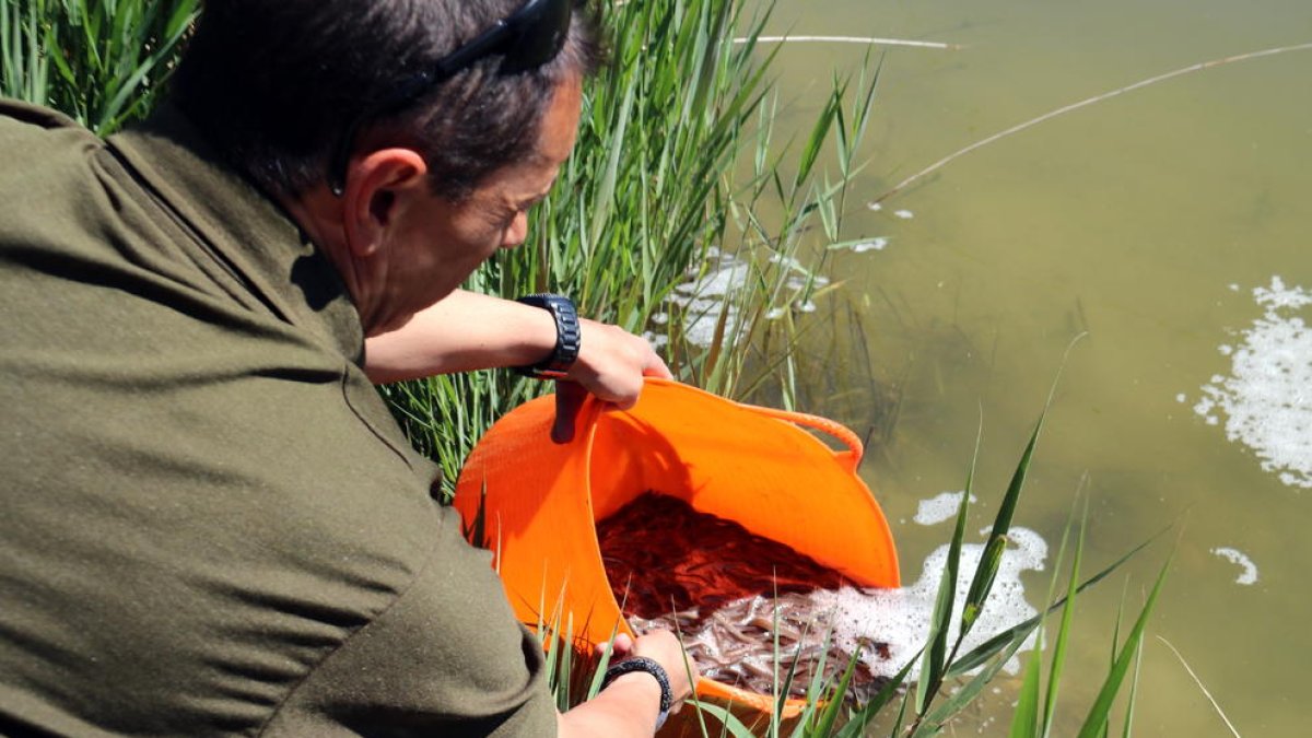 Alliberen al Delta noranta mil exemplars d'anguilons per augmentar la població local