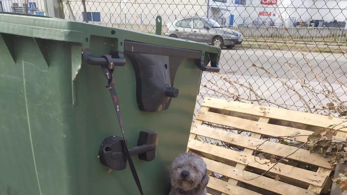 Intenta dejar el perro a la protectora de Tarragona, que está saturada, y acaba abandonándolo ligado a un contenedor