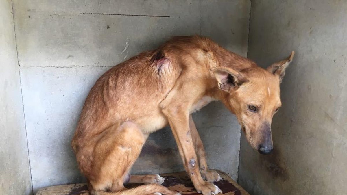 Detenido un vecino de Valls por matar perros de caza que no conseguía vender