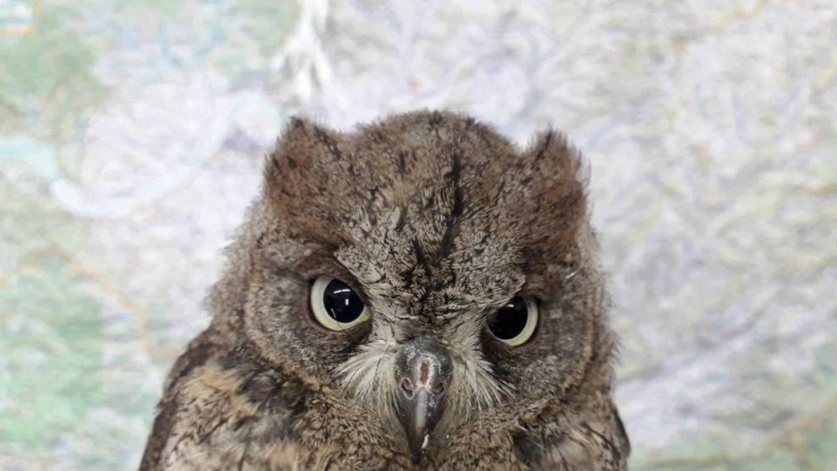 Rescaten un xot que havia caigut al terra a Móra d'Ebre