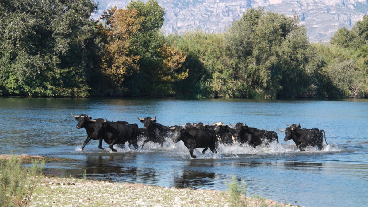 toros, isla Vinallop, Baix Ebre