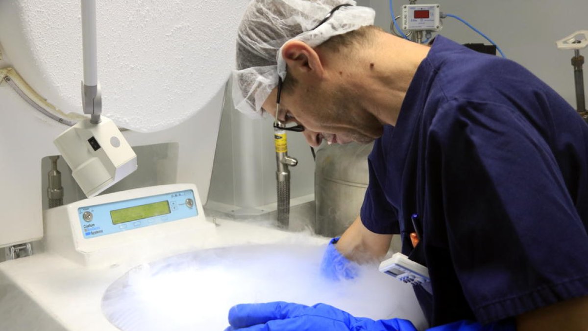 òvuls, congelats, laboratori, embaràs, mares