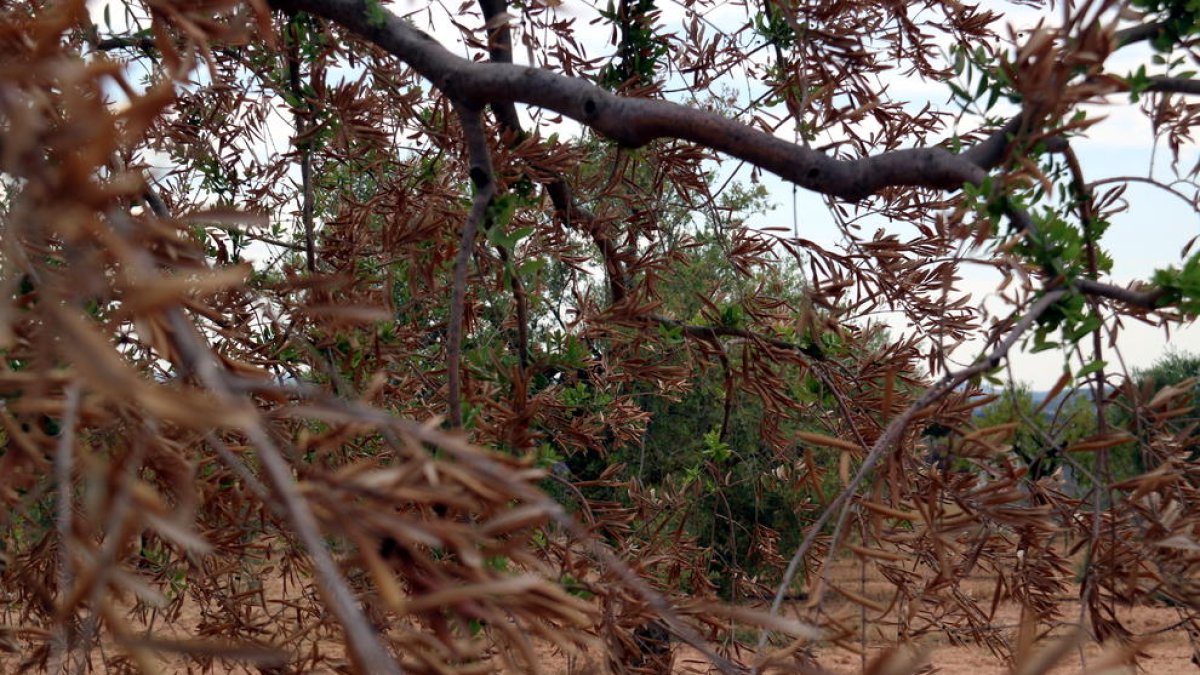 oli, reg, administració, incendi, ajuts, Flix, el Poeta, Enric Prunera, olivera