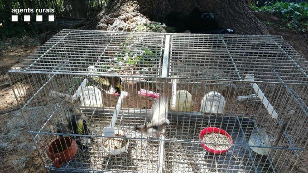 Denunciado por capturar jilgueros con una red japonesa en Barberà de la Conca