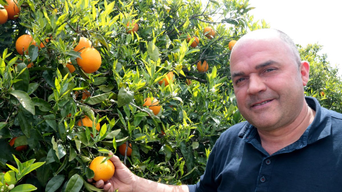 reunió, sector, Carlos Roig, Unió de Pagesos, sectorial, responsable nacional, cítrics, crisi, dimissió