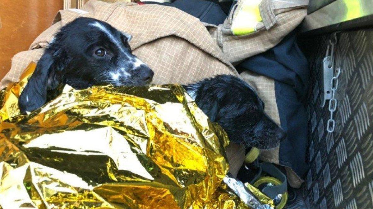 Rescatan dos perros que no podían salir del canal derecho del Ebro a Tortosa