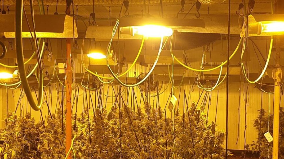 Detingudes nou persones per tenir 3.000 plantes de marihuana en una nau industrial a Barcelona