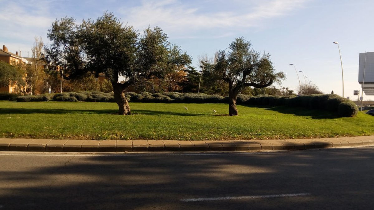 Unes inusuals aus freqüenten la rotonda entre Bellissens i Mas Pellicer