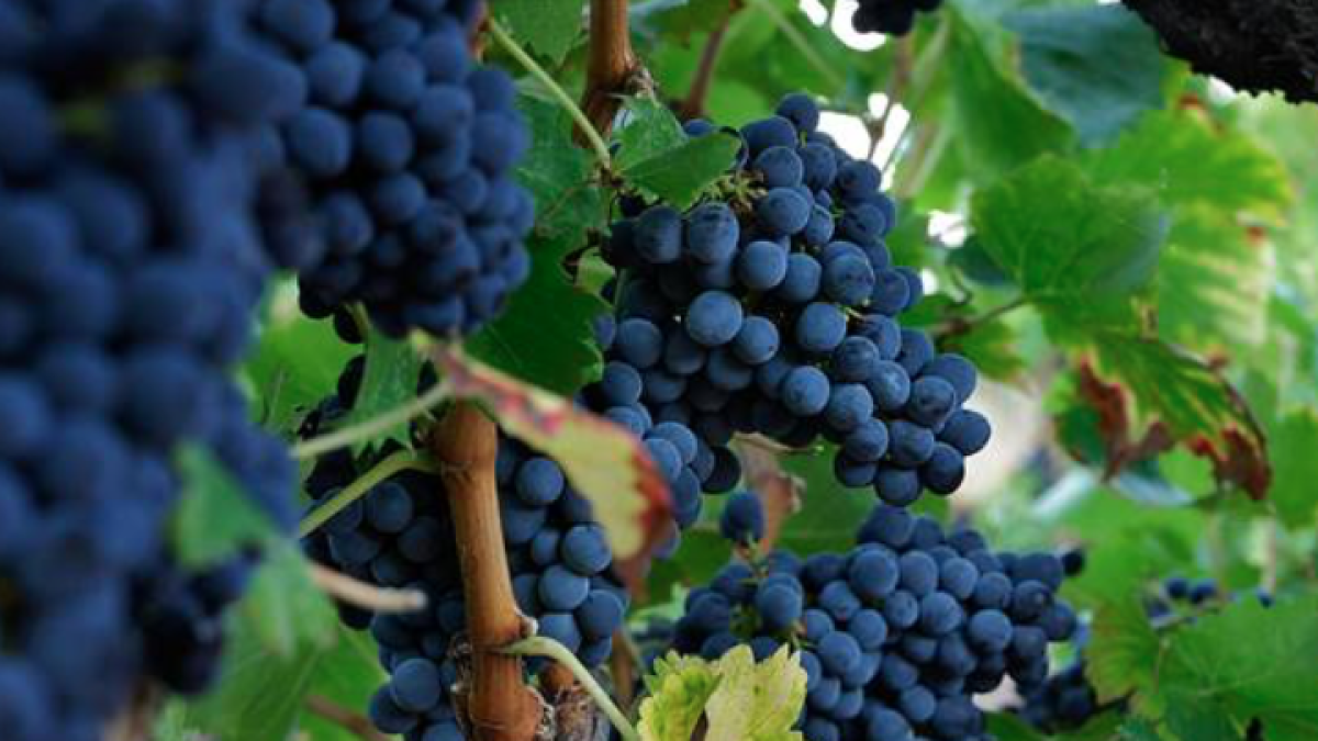 Imatge de raïm de la DO Montsant.